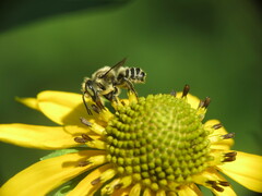 Megachile rotundata