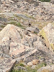 Marmota flaviventris