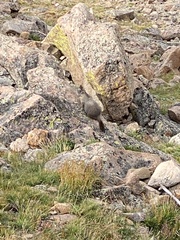 Marmota flaviventris
