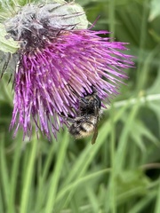 Bombus appositus