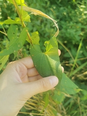 Convolvulaceae