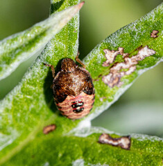 Peribalus strictus vernalis