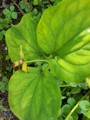Trillium undulatum