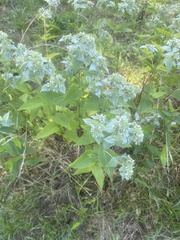 Pycnanthemum