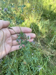 Medicago sativa