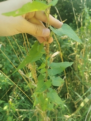Convolvulaceae