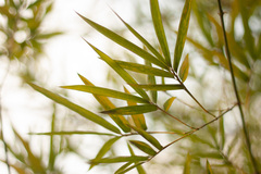 Bambusoideae