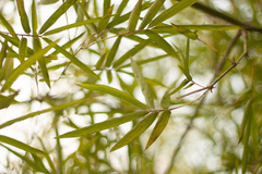 Bambusoideae