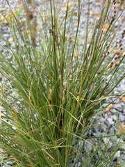 Juncus compressus