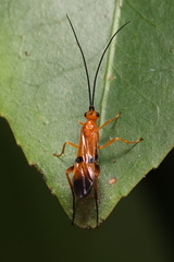Agathidinae