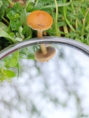 Agrocybe