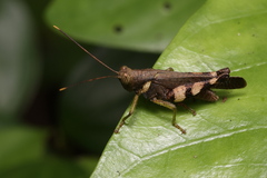 Apalacris varicornis