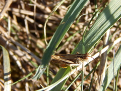 Chorthippus biguttulus