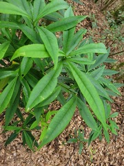 Symplocos wikstroemiifolia