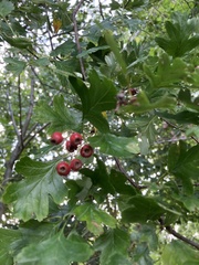 Crataegus laevigata