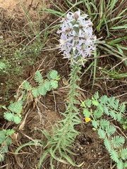 Liatris carrizana