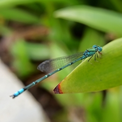 Pseudagrion decorum