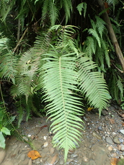 Sphaerostephanos taiwanensis