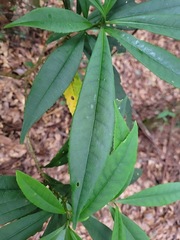 Symplocos wikstroemiifolia