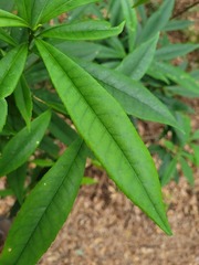 Symplocos wikstroemiifolia