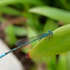 Pseudagrion decorum