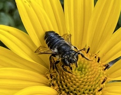 Megachile mendica