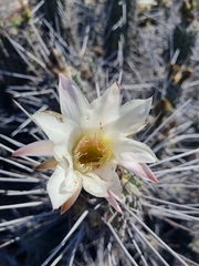 Trichocereus deserticola