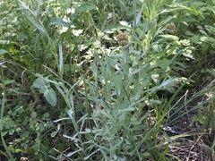 Helichrysum luteoalbum