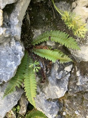 Polystichum lonchitis