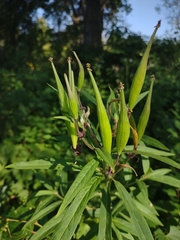 Asclepias