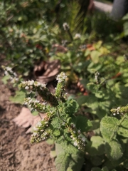 Mentha suaveolens