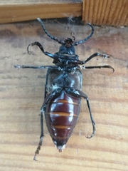 Prionus coriarius