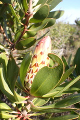 Protea obtusifolia