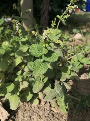 Mentha suaveolens