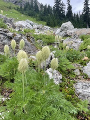Pulsatilla occidentalis