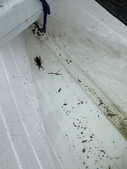 Lethocerus americanus