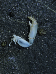 Upogebia pugettensis