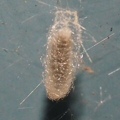 Tineola bisselliella