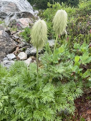 Pulsatilla occidentalis