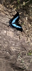 Papilio phorcas nyikanus