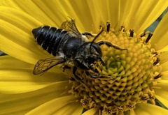 Megachile mendica
