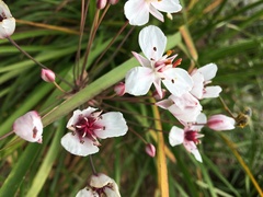 Butomus umbellatus