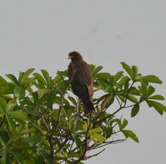 Milvus migrans parasitus