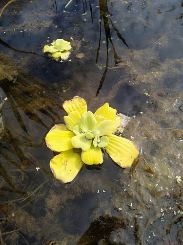 Pistia stratiotes iNat (3)