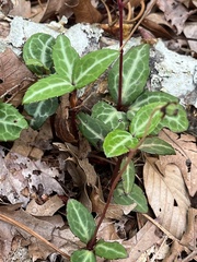 Chimaphila maculata