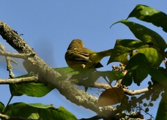 Setophaga discolor
