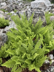 Athyrium americanum