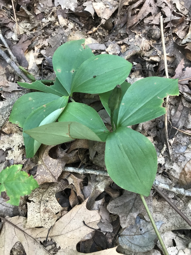 Large Whorled Pogonia from Zion Rd, Brookeville, MD, US on August 24