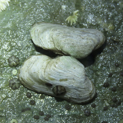 Hiatella arctica
