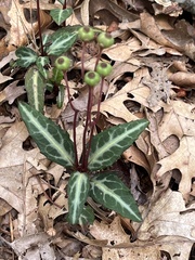 Chimaphila maculata